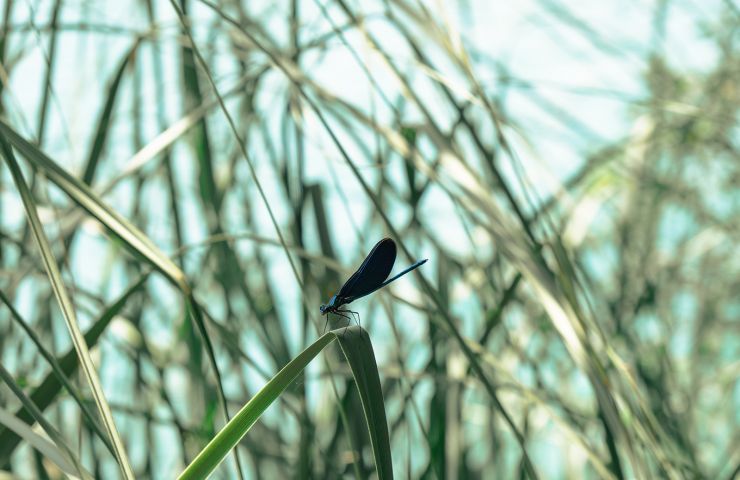 Les Lacs du Moulin Blanc