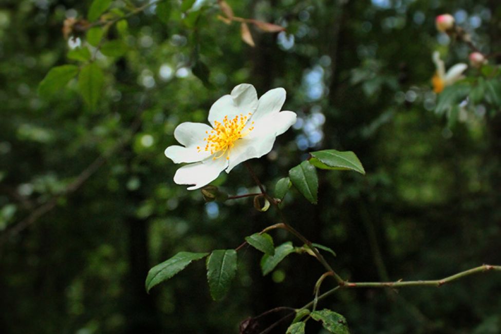 Canoë Kayak Bommes Nautique