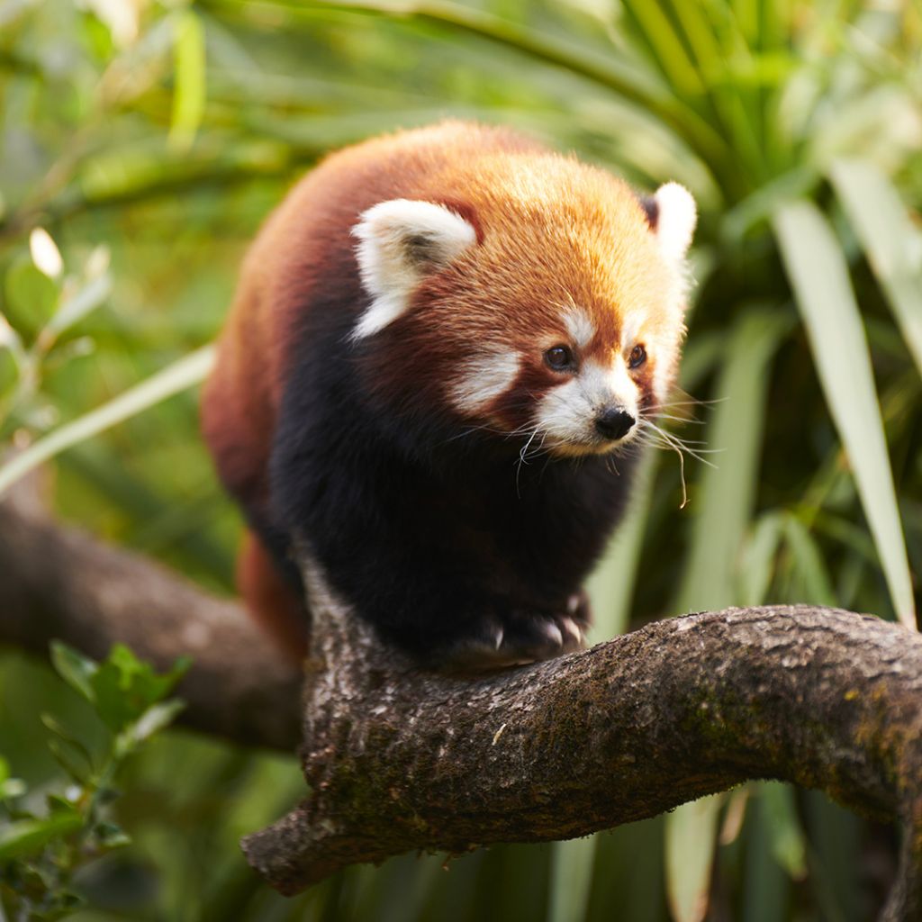 Live unique experiences! - Head to the Bordeaux Pessac ZOO